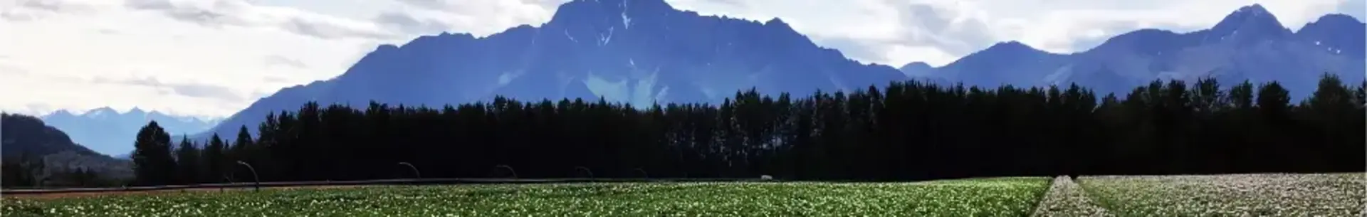 a field of green plants with a mountain in the background