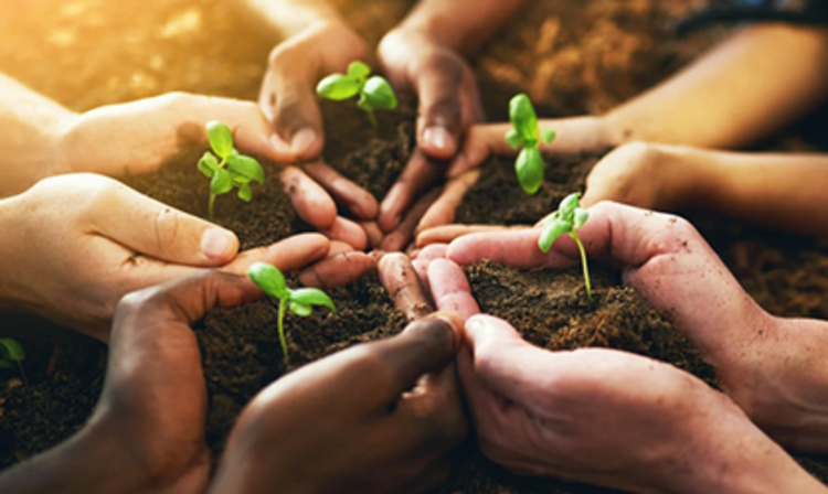 hands holding small potato plants in the dirt