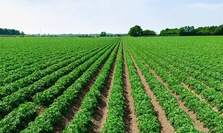 rows of potato plants in a field